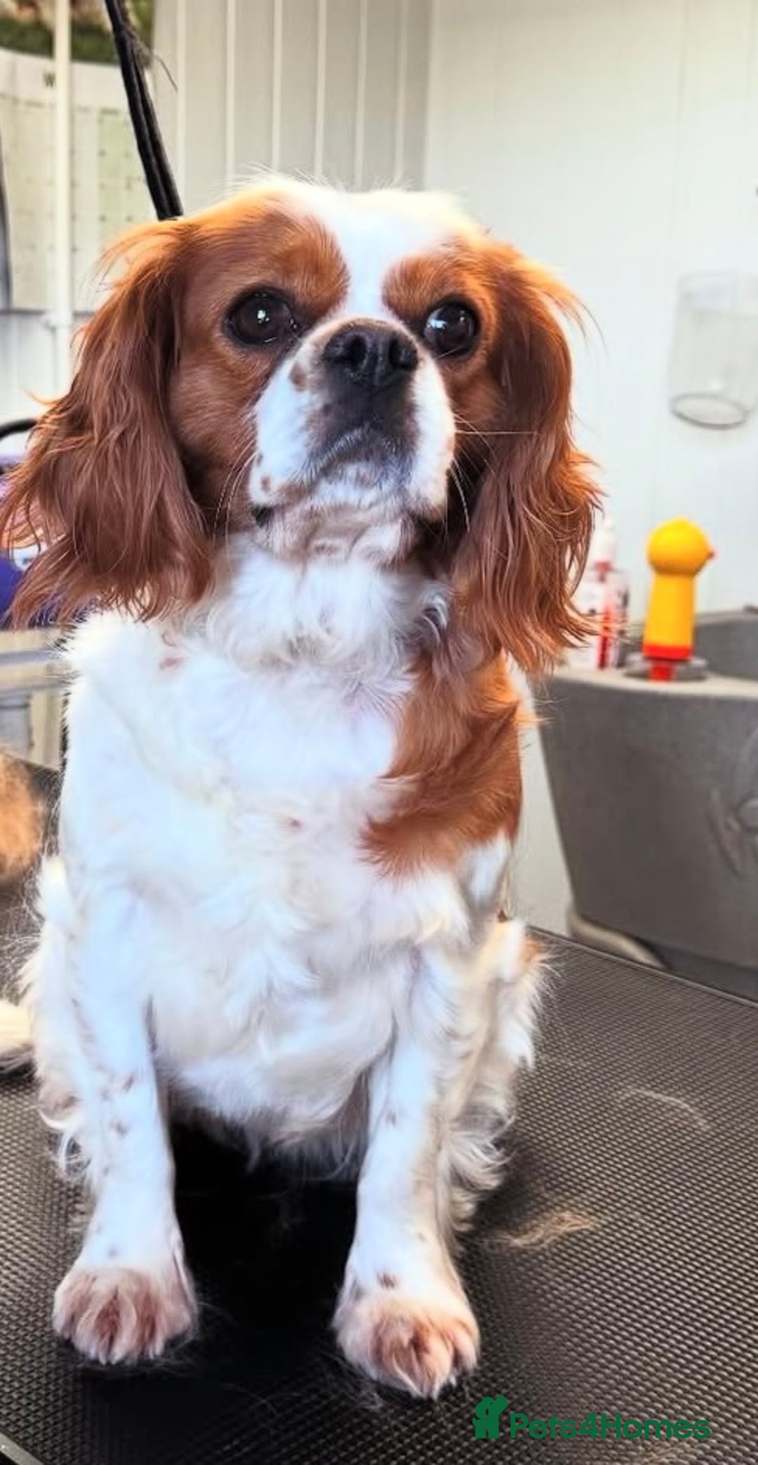 Cavalier King Charles Spaniel dogs for sale: Cavalier King Charles spaniels 💕 💙 💙 - Image 5
