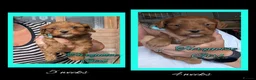 Cockapoo dogs for sale: 6 x Red Cockapoo Girls For Sale - Advert 13