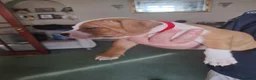 Staffordshire Bull Terrier dogs for sale: Staffordshire Bull Terrier  in Girvan - Advert 3