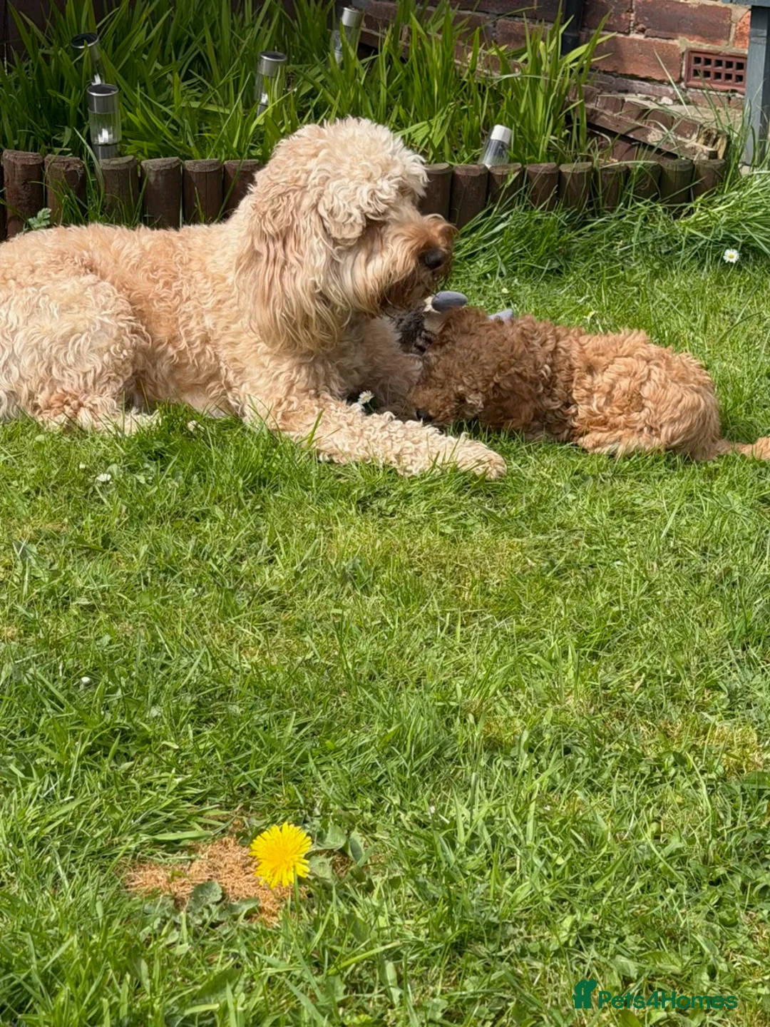 Cockapoo dogs for sale: One beautiful male F1B cockapoo puppy 🩵 - Advert 1
