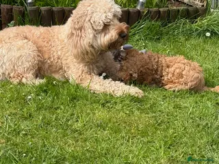 Cockapoo dogs One beautiful male F1B cockapoo puppy 🩵 - Advert 1