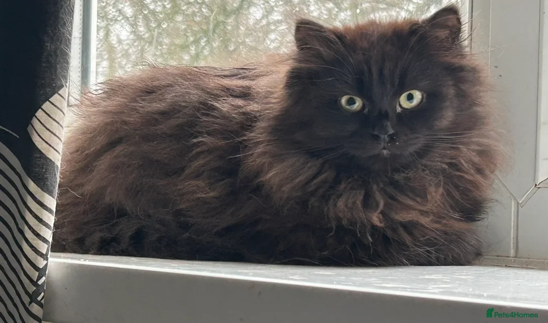 Siberian cats for sale: Siberian Adults for new Homes - Advert 3