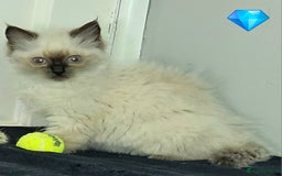 Ragdoll cats for sale: Blue Point Ragdoll Kittens for sale   - Image 5