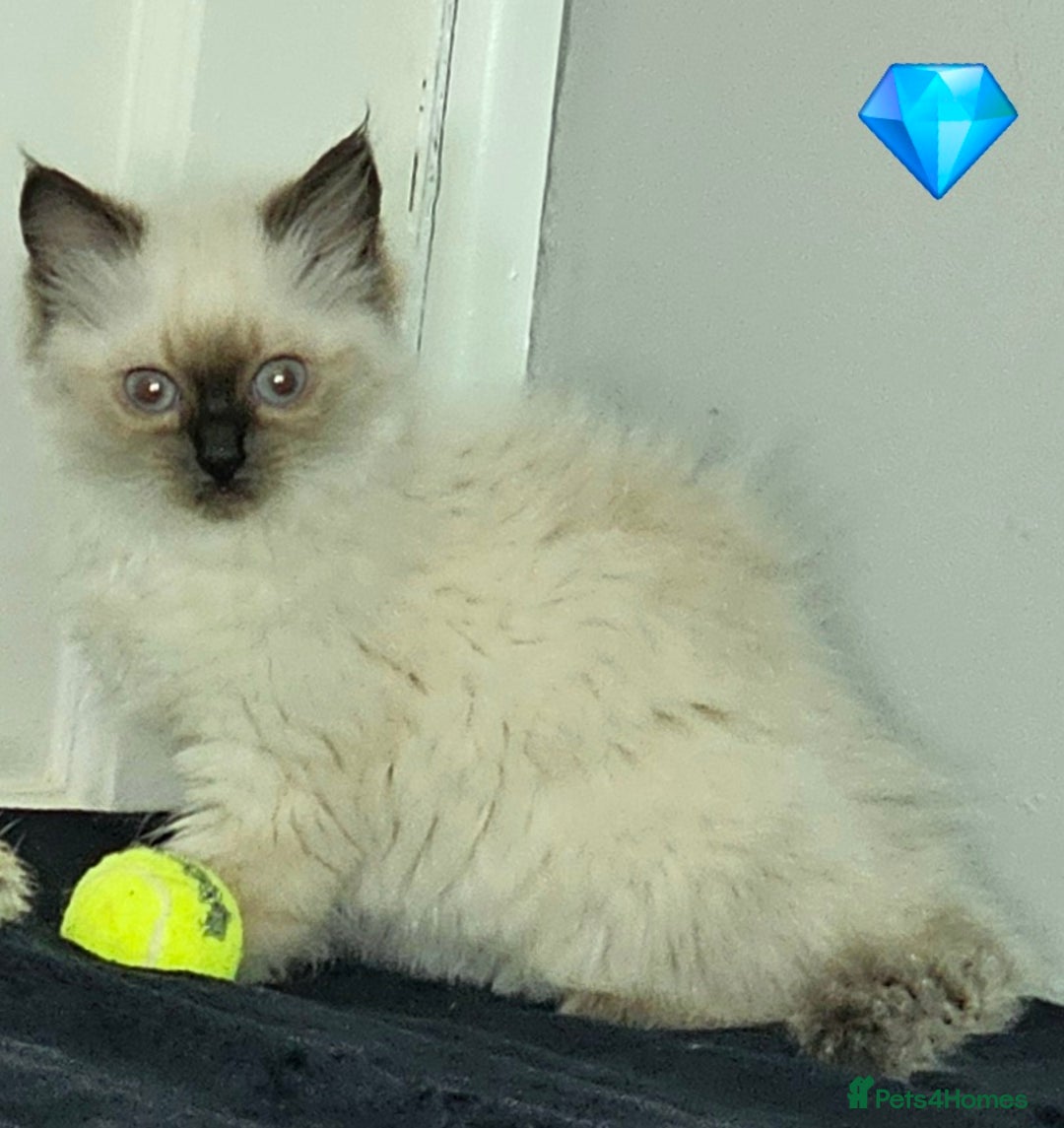 Ragdoll cats for sale: Blue Point Ragdoll Kittens for sale   - Image 5