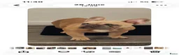 French Bulldog dogs for sale: Beautiful French bulldog puppies  - Advert 9