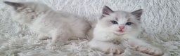 Ragdoll cats for sale: 💕BEAUTIFUL TICA REGISTERED RAGDOLLS KITTENS💕  - Advert 19
