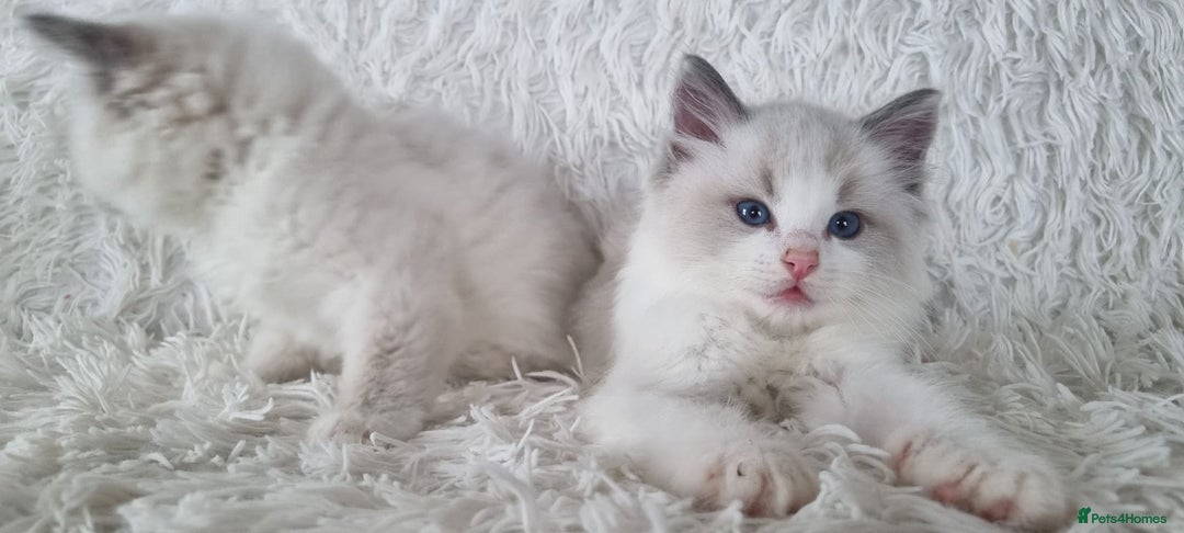 Ragdoll cats for sale: 💕BEAUTIFUL TICA REGISTERED RAGDOLLS KITTENS💕  - Advert 19