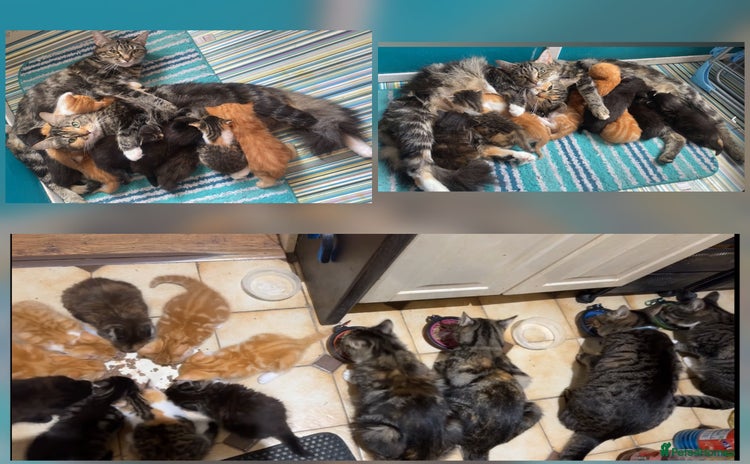 Mixed Breed cats - Advert 5