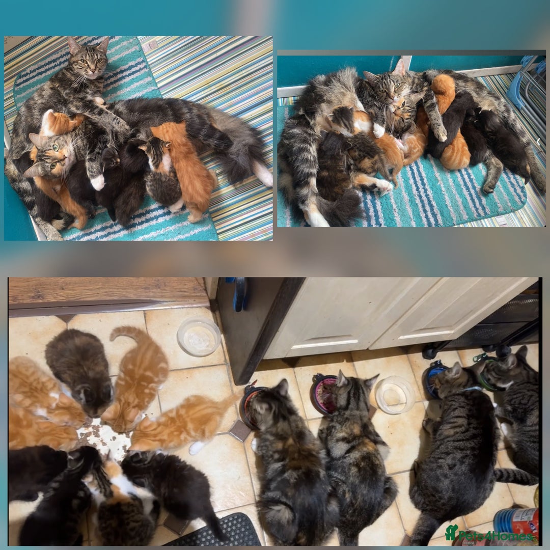 Mixed Breed cats for sale: 9 Beautiful Mixed Kittens - Image 1