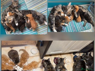 Mixed Breed cats - Advert 17