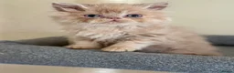 Persian cats for sale: GCCF registered cream Persians 💙 - Advert 26