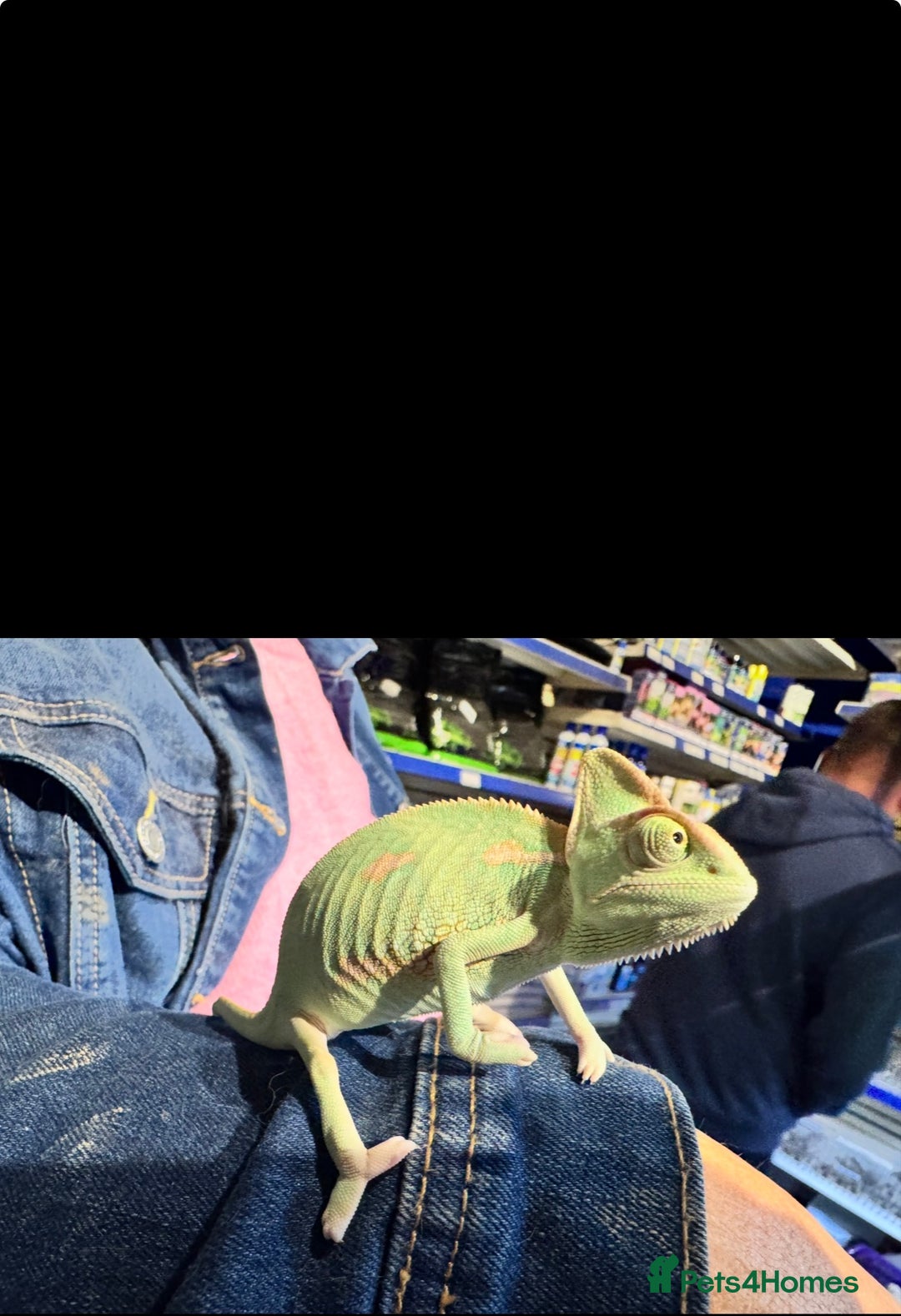 Chameleon reptiles for sale: Veiled chameleons - Advert 3