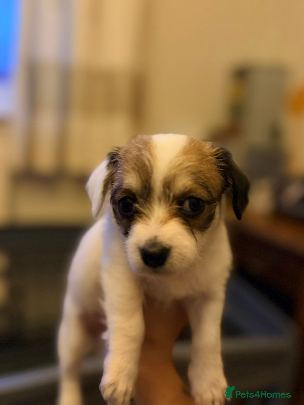 Mixed Breed dogs Maltipoo x chihuahua 1 girl left in Newark - Advert 1