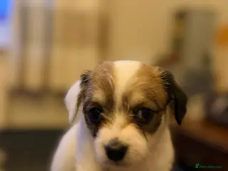 Mixed Breed dogs Maltipoo x chihuahua 1 girl left in Newark - Advert 1