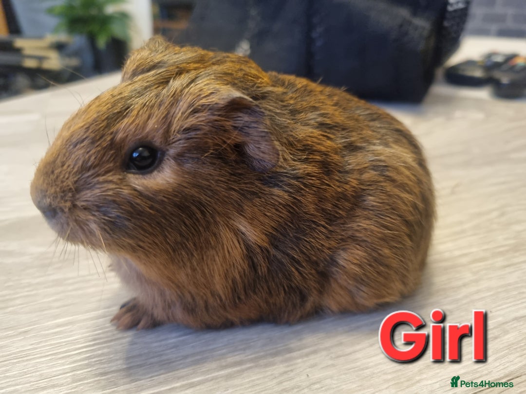 Guinea Pig rodents for sale: Guinea pigs for sale £25 each  - Advert 5