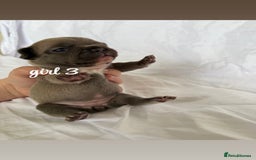 French Bulldog dogs for sale: Pedigree Puppies ❤️ - Image 10