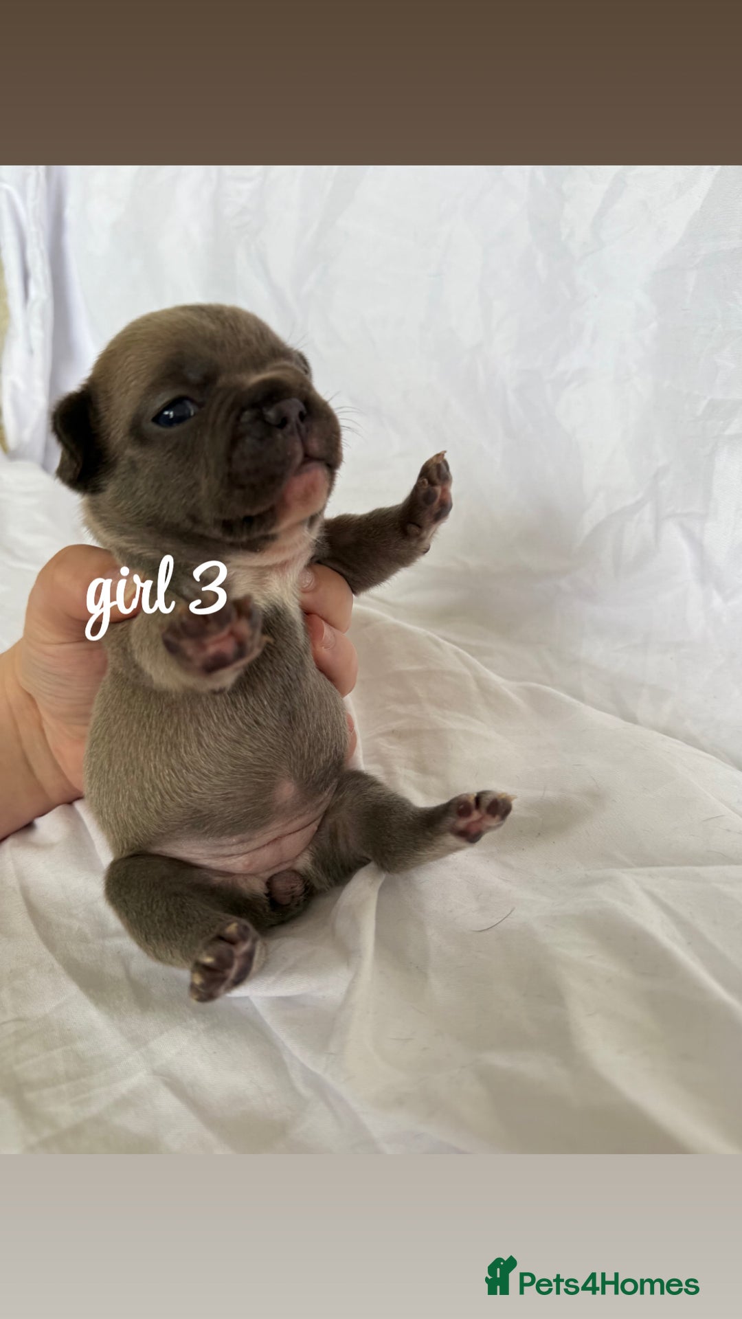 French Bulldog dogs for sale: Pedigree Puppies ❤️ - Image 10