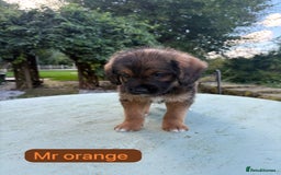 Saint Bernard dogs for sale: Outstanding Mini Saint Bernadoodle Puppies - Image 25
