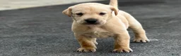 Labrador Retriever dogs for sale: KC REGISTERED LABRADOR PUPPIES - Advert 14