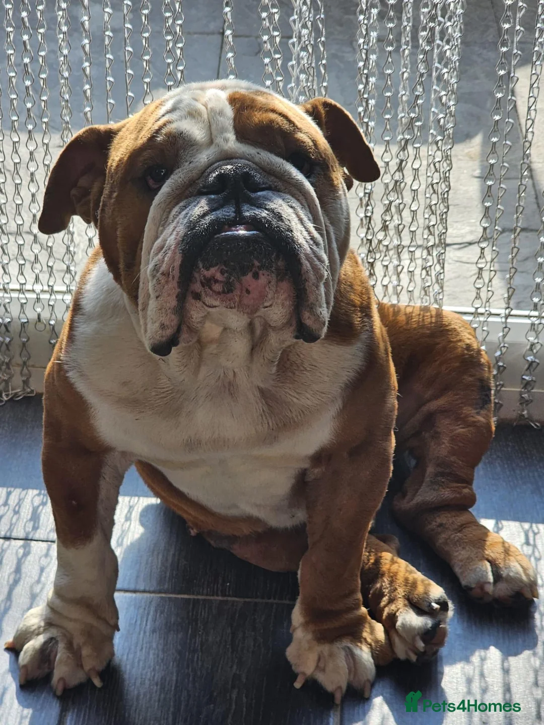 English Bulldog dogs for sale: Rehome english bulldog male - Advert 1
