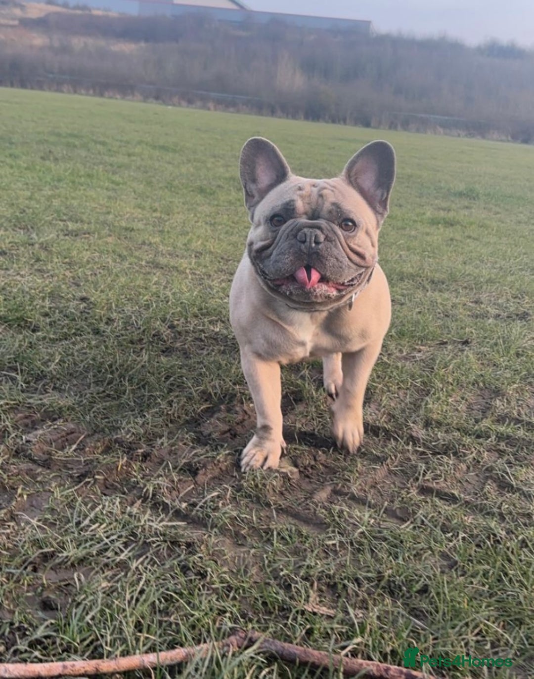 French Bulldog dogs for sale: Stunning french bulldog puppies - Advert 1