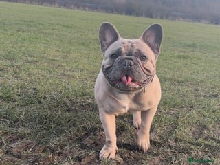 French Bulldog dogs Stunning french bulldog puppies - Advert 1
