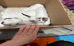 European cats for sale: cat give - Image 2