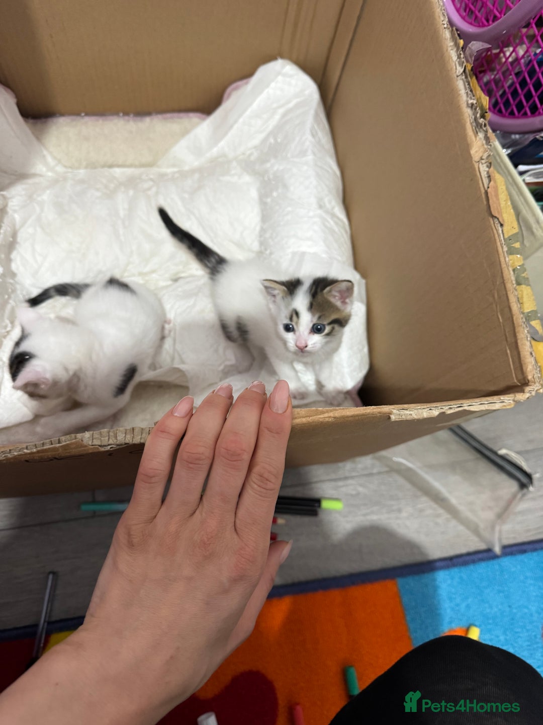European cats for sale: cat give - Image 2
