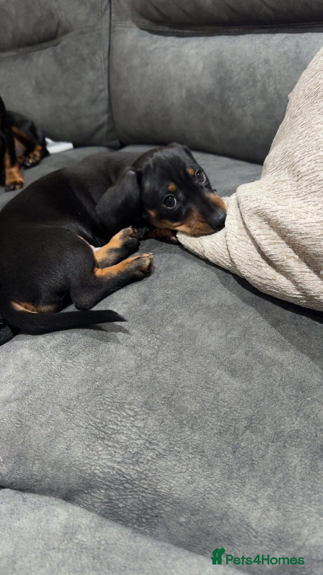 Dachshund dogs for sale: Black and Tan dachshund  - Advert 3