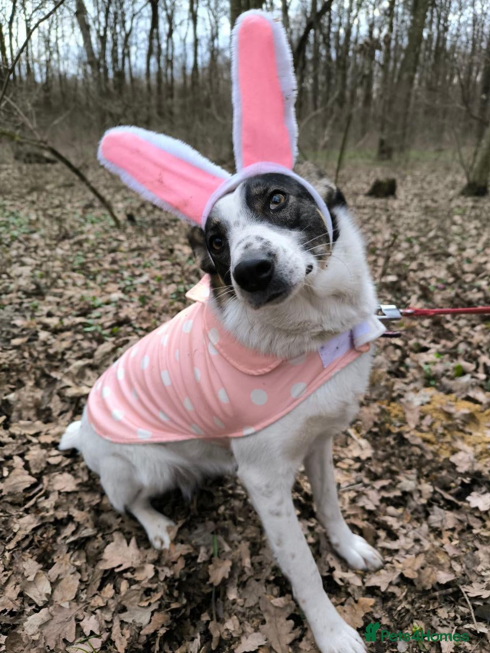 Mixed Breed dogs ❤️JULIA❤️THE PERFECT MIX OF FUN AND LOVE - Advert 2