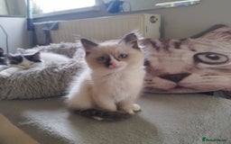 Ragdoll cats for sale: 5 ADORABLE RAGDOLL X KITTENS FOR SALE - Image 28