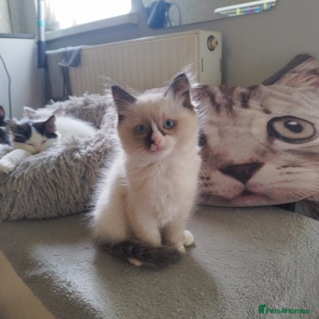 Ragdoll cats for sale: 5 ADORABLE RAGDOLL X KITTENS FOR SALE - Image 28
