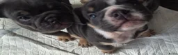 English Bulldog dogs for sale: READY TO LEAVE KC REG BLUE TRI ENGLISH BULLDOGS  - Advert 25