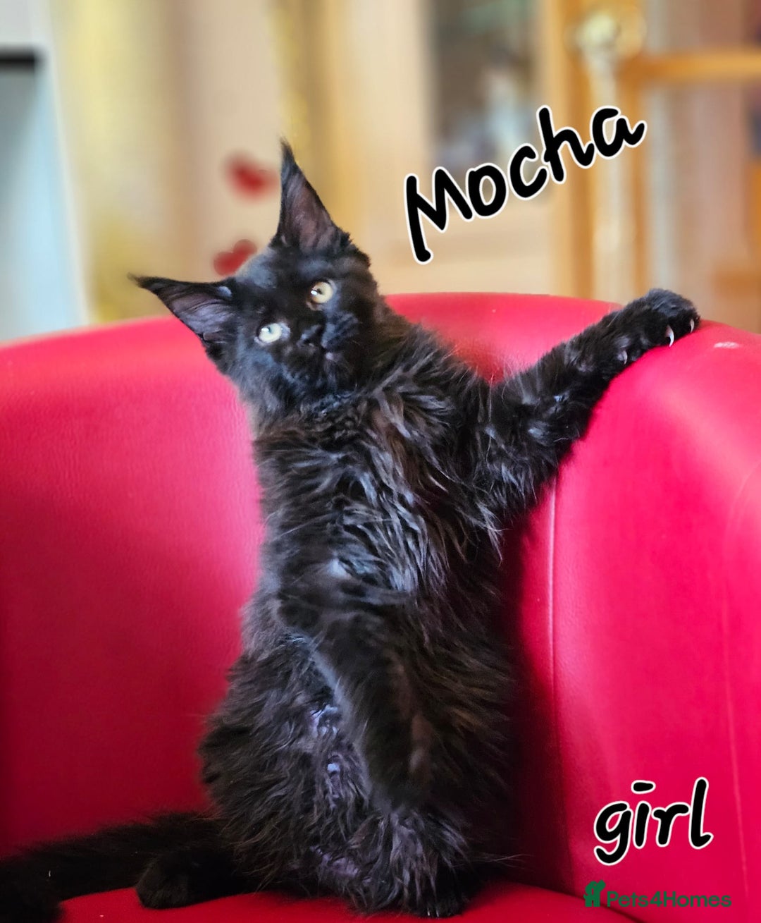 Maine Coon cats for sale: Pure breed Maine Coons Kittens  - Image 7