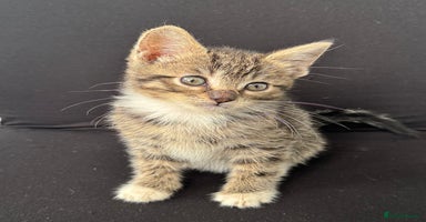 Mixed Breed cats - Advert 16