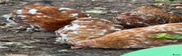 Chickens poultry for sale: Pekin hens and 1 cockerel  - Advert 2