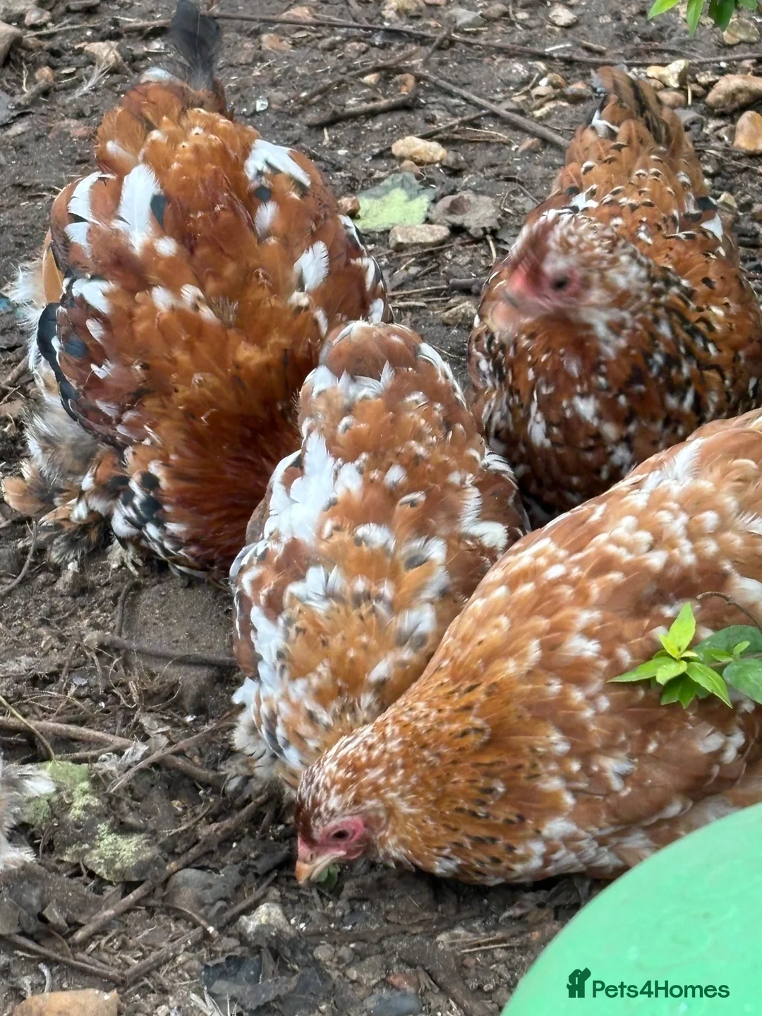 Chickens poultry for sale: Pekin hens and 1 cockerel  - Advert 2