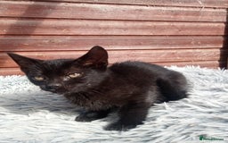Mixed Breed cats for sale: Kittens  - Image 4
