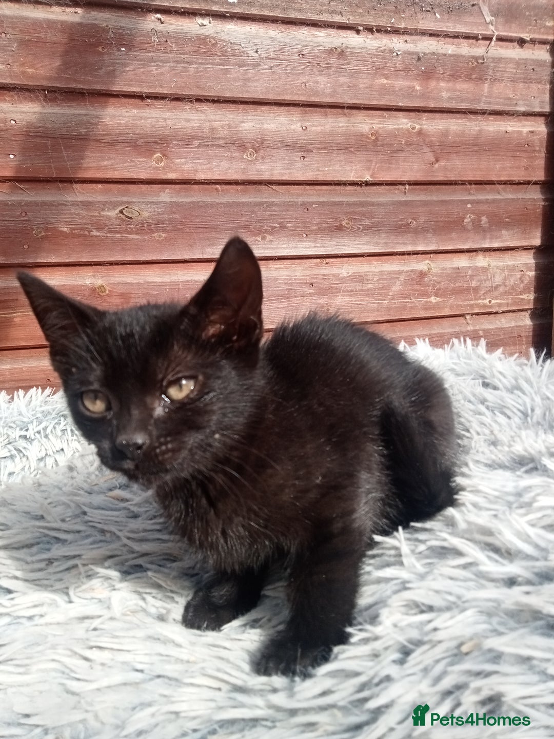 Mixed Breed cats for sale: Kittens  - Image 4