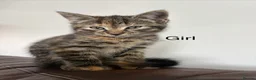 Domestic Shorthair cats for sale: 3 x beautiful kittens ready now  in Nelson - Advert 11