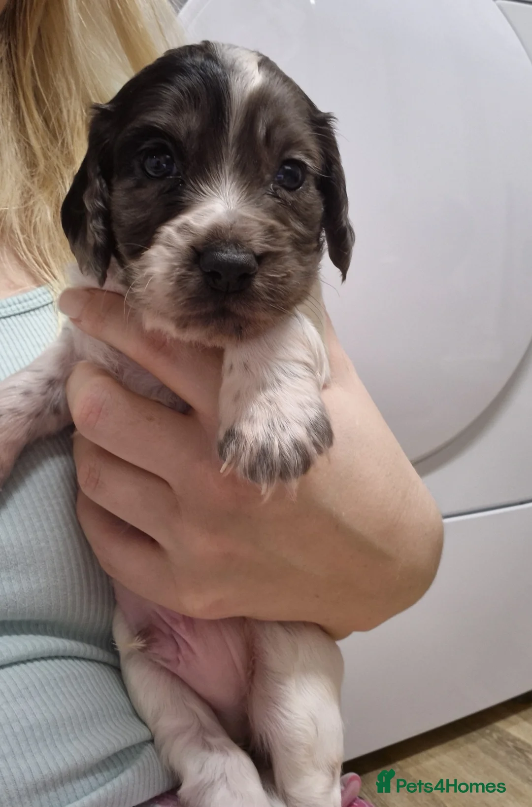 Cocker Spaniel dogs for sale: Working cocker spaniel pups - Advert 17