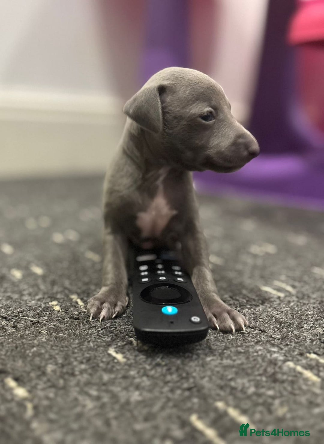 Italian Greyhound dogs for sale: Itlaian greyhound puppy's for sale - Image 13