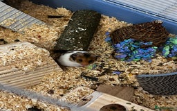 Hamster rodents for sale: Male Syrian Hamster - Image 2