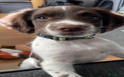 English Springer Spaniel dogs for stud: English Springer Spaniel for Stud - Image 4
