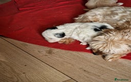 Mixed Breed dogs for sale: 5 week old girl shorkiepoo  - Image 4