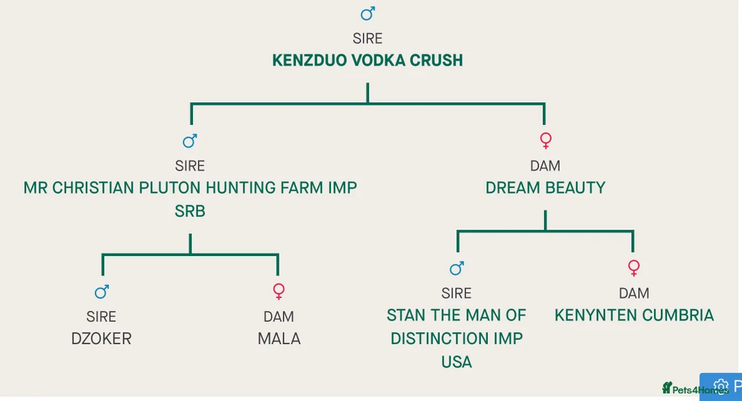Miniature Dachshund dogs for stud: KC reg Isabella & Tan Stud! Free ovulation test in Stockton-on-Tees - Advert 27