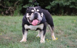 English Bulldog dogs for stud: Black and Tan English bulldog - Image 4