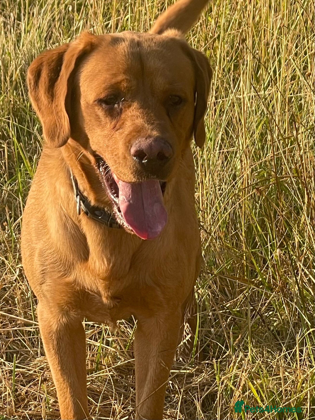 Labrador Retriever dogs Gorgeous foxred Labrador  - Advert 1