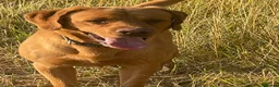 Labrador Retriever dogs for sale: Gorgeous foxred Labrador  - Advert 1