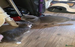 Ragdoll cats for sale: 3 beautiful ragdoll cross Persian kittens - Advert 5